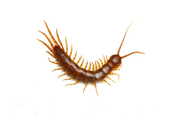 Swevenom – Category – Arthropodes Arthropodes