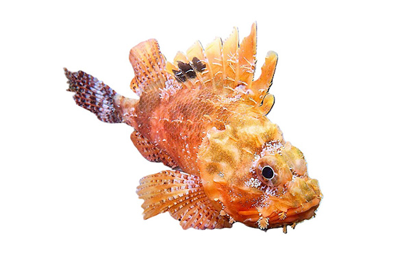Swevenom – Category – Marine Animals Marine Animals