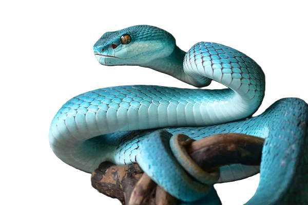 Swevenom – Category – Ophidians Ophidians