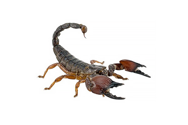 Swevenom – Category – Scorpions Scorpions