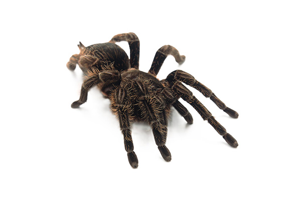 Swevenom – Category – Spiders Spiders